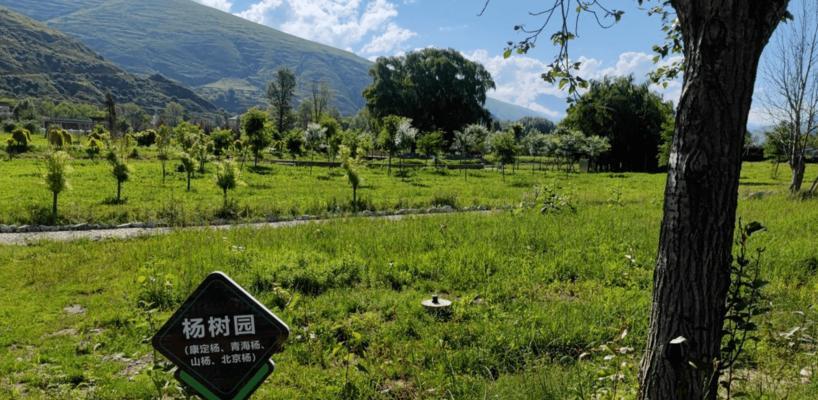 《探索奇幻世界，寻找妄想山海杨树液》（一场神秘冒险的开始）