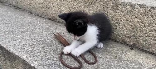 探秘流浪猫的乐园——如何玩抓住流浪猫游戏（以游戏为主）