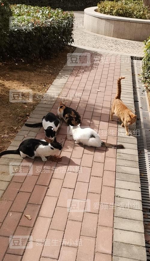 探秘流浪猫的乐园——如何玩抓住流浪猫游戏（以游戏为主）