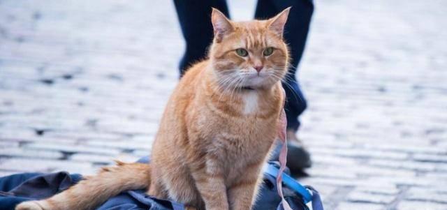 探秘流浪猫的乐园——如何玩抓住流浪猫游戏（以游戏为主）