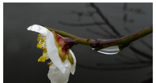雾珠下花卉的养殖方法是什么？
