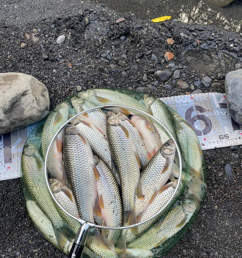 穿叉鼻钓鱼技巧有哪些？如何提高成功率？