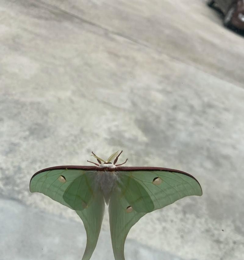 我的世界中飞蛾如何消灭？消灭飞蛾的有效方法是什么？