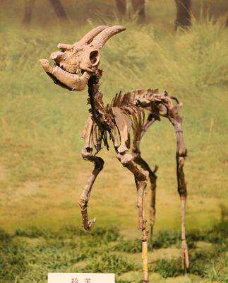 魔兽世界中骸骨羚羊的获取途径是什么？骸骨羚羊有何特别之处？