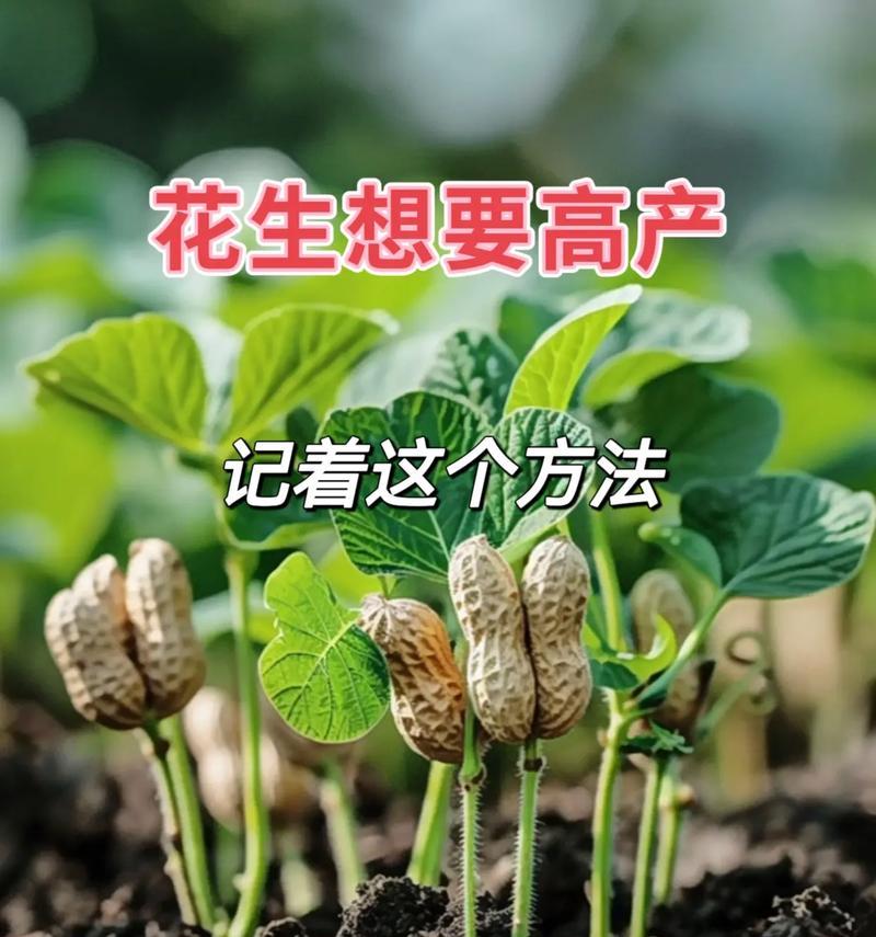 花生角色的动作查看方法是什么？