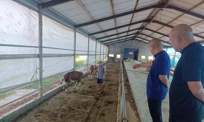 辐射4中养牛的技巧有哪些？养牛对游戏有何帮助？