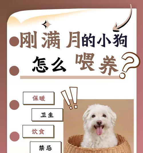 宠物喂养的最佳方法是什么？如何保持宠物的忠诚度？