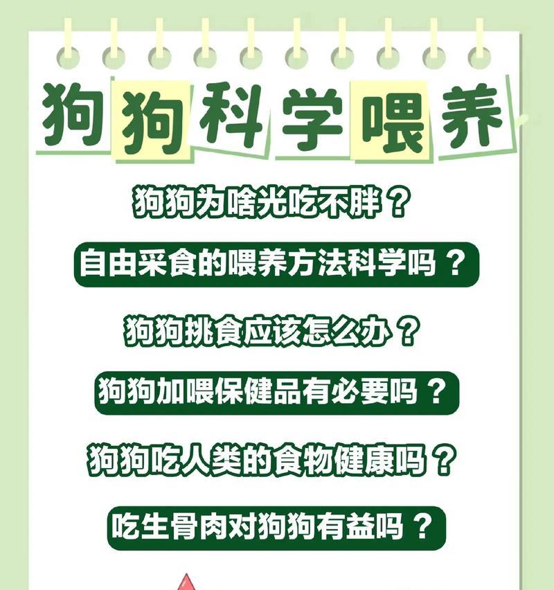 宠物喂养的最佳方法是什么？如何保持宠物的忠诚度？
