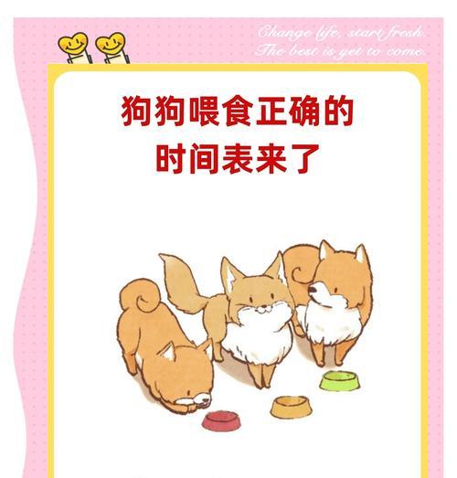 宠物喂养的最佳方法是什么？如何保持宠物的忠诚度？